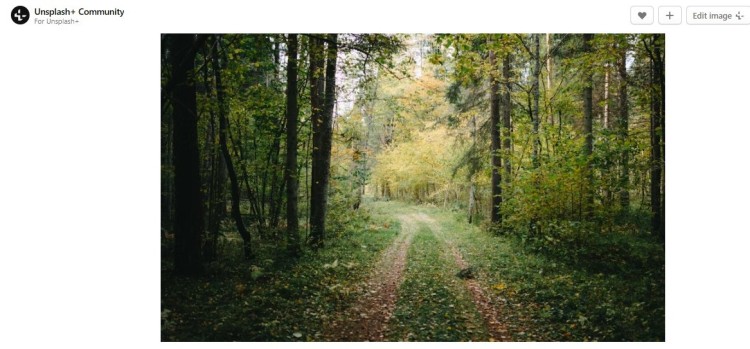 A peaceful forest path surrounded by tall trees and greenery, representing an ideal outdoor setting for reflection, relaxation, or nature walks.